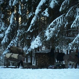 Fotoğraf Hiver nomade