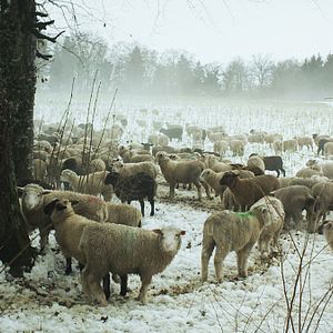 Fotoğraf Hiver nomade