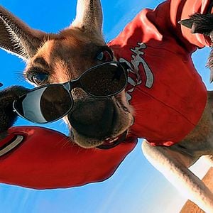 Fotoğraf Kanguru Jack