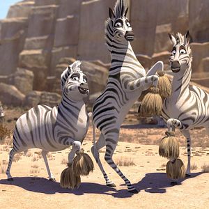 Fotoğraf Cesur Zebra