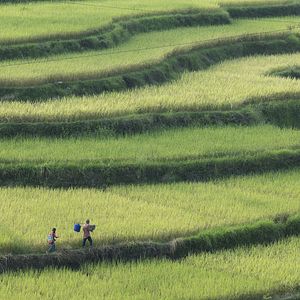 Fotoğraf Le Promeneur d'oiseau