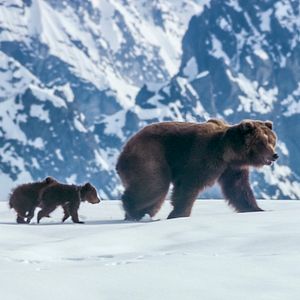 Fotoğraf Bears