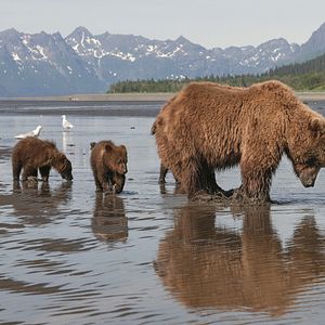 Fotoğraf Bears