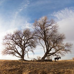 Fotoğraf The Homesman