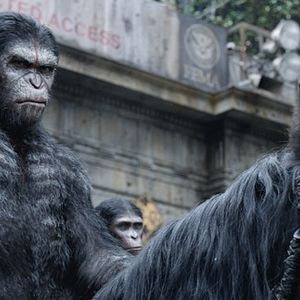 Fotoğraf Maymunlar Cehennemi: Şafak Vakti