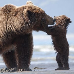 Fotoğraf Bears