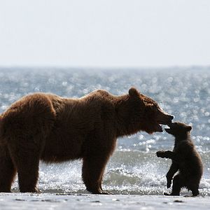 Fotoğraf Bears