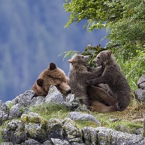 Fotoğraf Bears