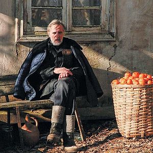 Fotoğraf Mandalinalar