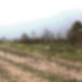 Fotoğraf Asfalt Çiçekleri