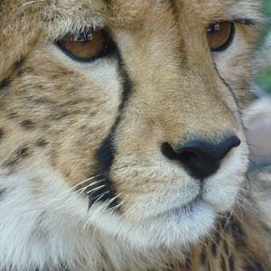 Fotoğraf Safari Macerası