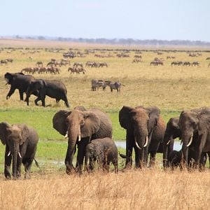 Fotoğraf Safari Macerası
