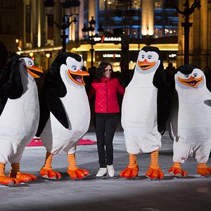 Fotoğraf Madagaskar Penguenleri