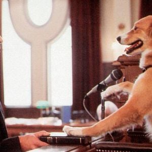 Fotoğraf Kahraman Köpek Bingo