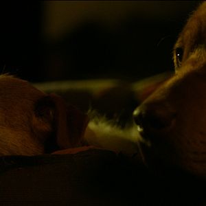 Fotoğraf Beyaz Tanrı