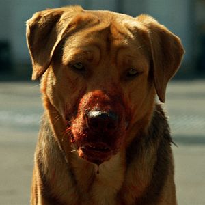 Fotoğraf Beyaz Tanrı