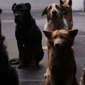 Fotoğraf Beyaz Tanrı