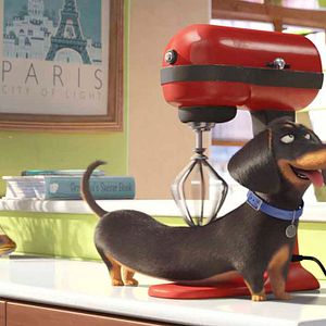 Fotoğraf Evcil Hayvanların Gizli Yaşamı