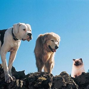 Fotoğraf Hoomeward Bound : The Incredible Journey