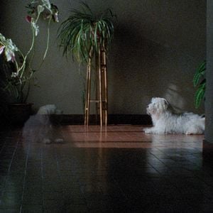 Fotoğraf Binbir Gece: Bölüm 2, Kasvetli Adam