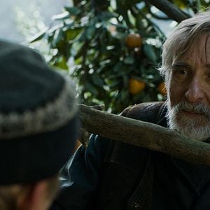 Fotoğraf Mandalinalar