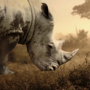 Fotoğraf Racing Extinction