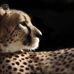 Fotoğraf Racing Extinction