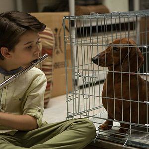 Fotoğraf Wiener-Dog