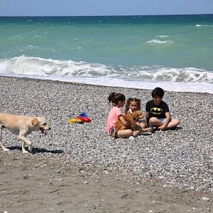 Fotoğraf Sokak Köpekleri Bal İle Betty