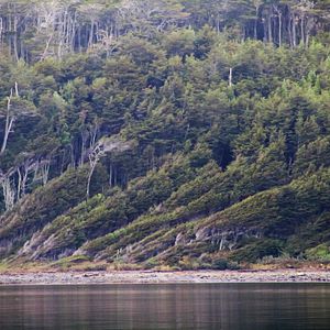 Fotoğraf The Pearl Button