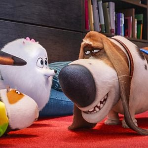 Fotoğraf Evcil Hayvanların Gizli Yaşamı