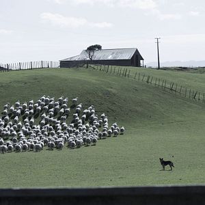 Fotoğraf Aile Reisi
