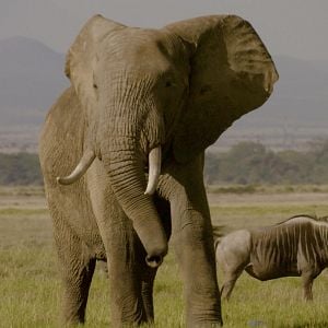 Fotoğraf The Ivory Game