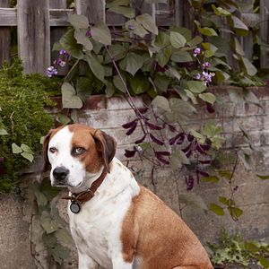 Fotoğraf Downward Dog
