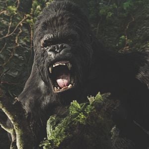 Fotoğraf King Kong