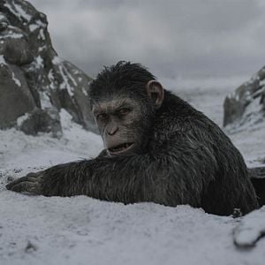 Fotoğraf Maymunlar Cehennemi: Savaş