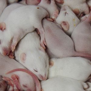 Fotoğraf Fare Filmi