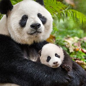 Fotoğraf Born In China