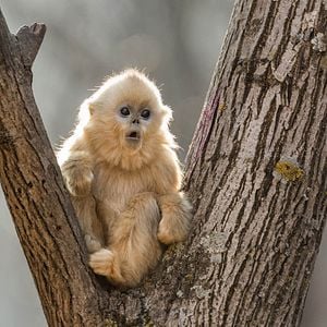 Fotoğraf Born In China