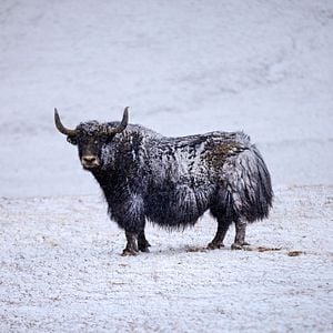 Fotoğraf Born In China