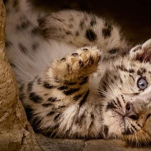 Fotoğraf Born In China