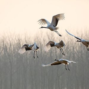 Fotoğraf Born In China