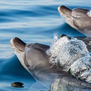 Fotoğraf Dolphin Reef