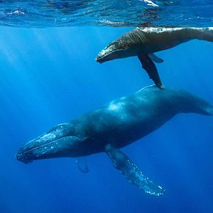Fotoğraf Dolphin Reef