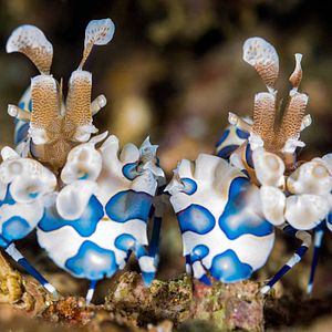 Fotoğraf Dolphin Reef
