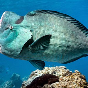 Fotoğraf Dolphin Reef