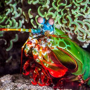 Fotoğraf Dolphin Reef