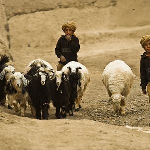 Fotoğraf Kurtla Kuzu