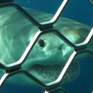 Fotoğraf Açık Deniz: Kafes Dalışı