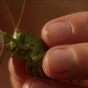 Fotoğraf Mein Bruder heißt Robert und ist ein Idiot